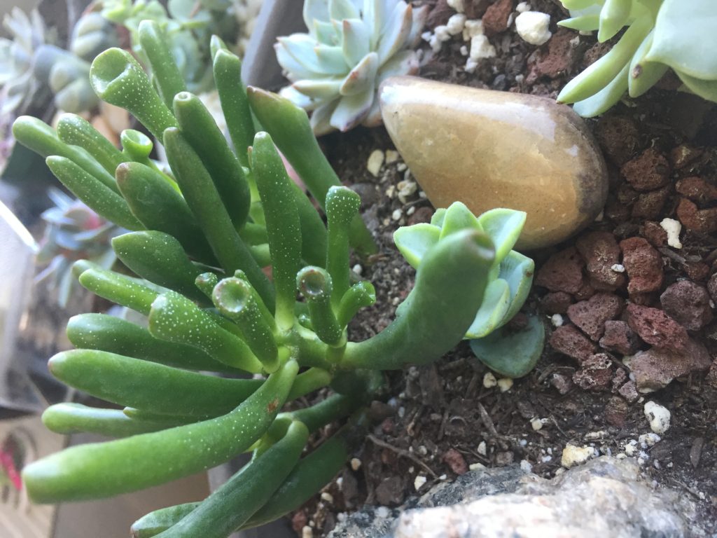 22+ Wrinkled Leaves Jade Plant