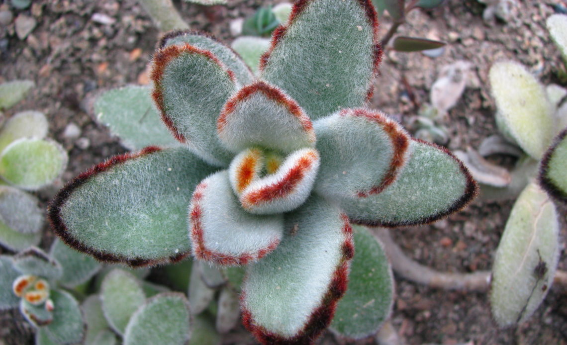 Kalanchoe Tomentosa