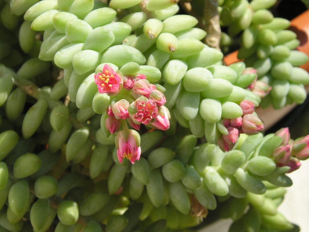 Donkey's Tail | Succulent Identification