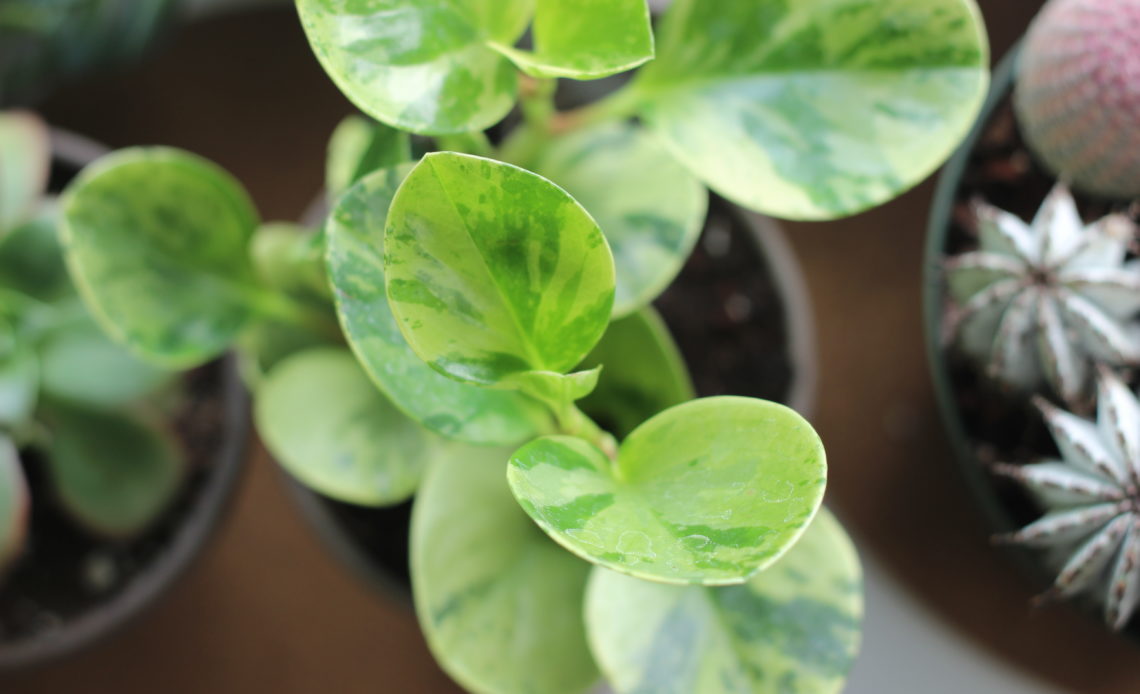 Peperomia obtusifolia Variegata