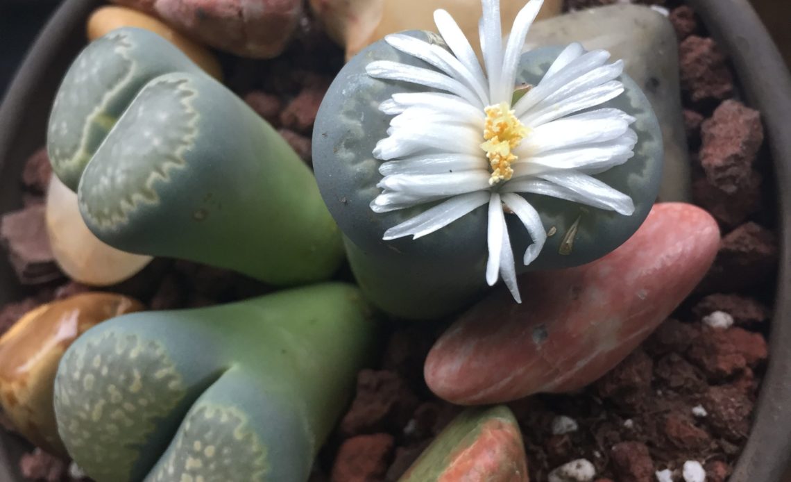 Blooming Lithops