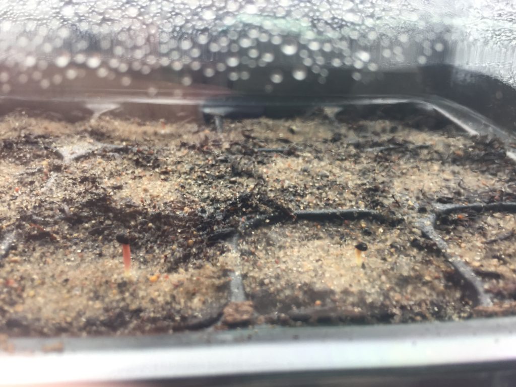 Ming Thing Seedlings