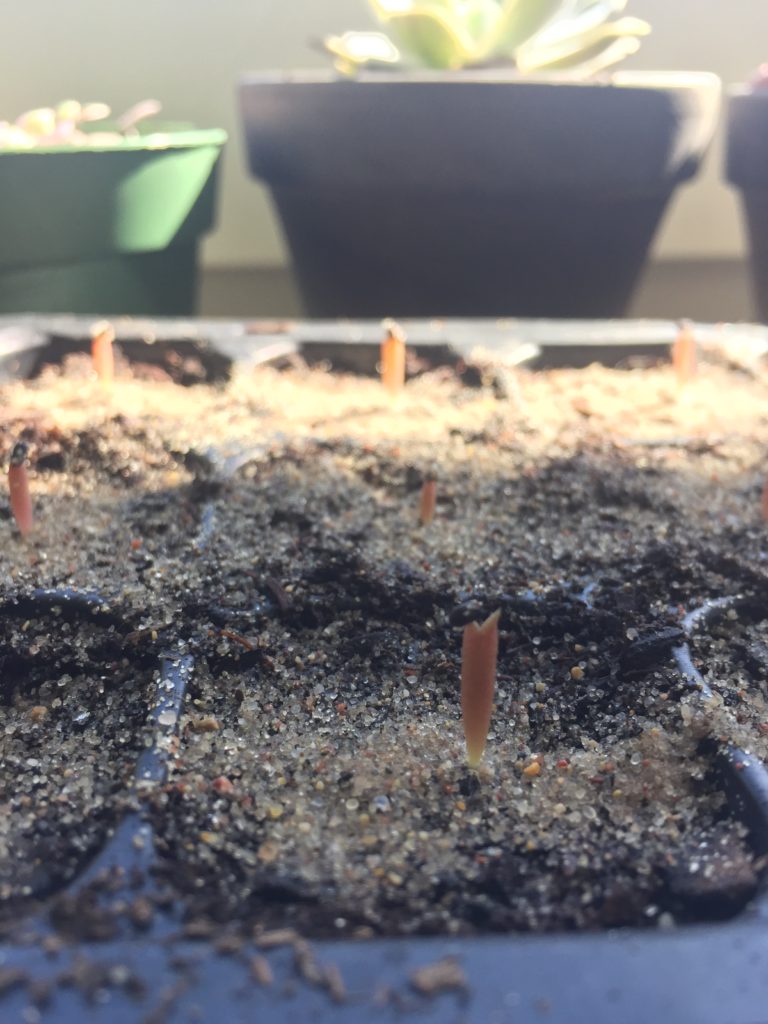 Ming Thing Seedlings Week 2
