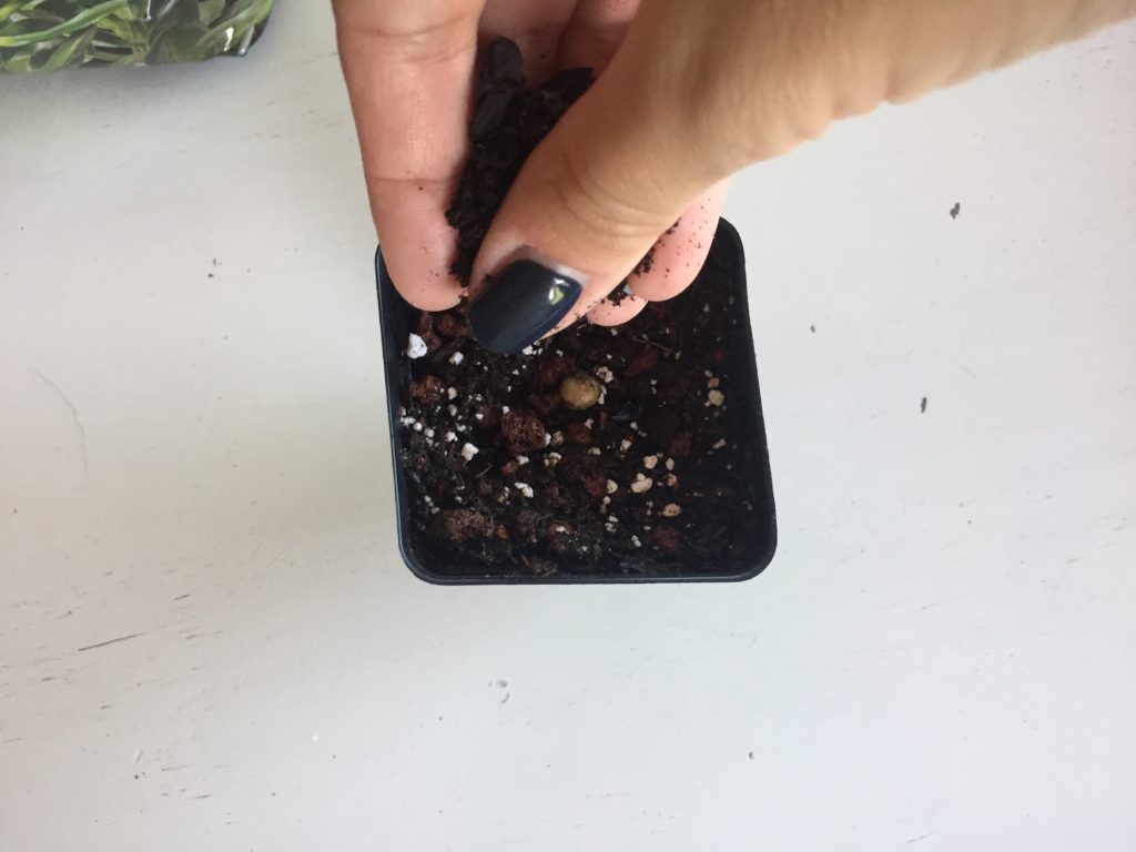 Cover Seed with Soil