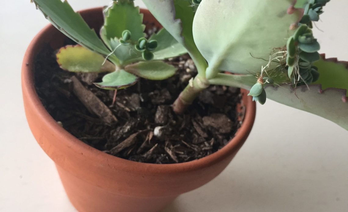 Mother of Thousands Plantlet