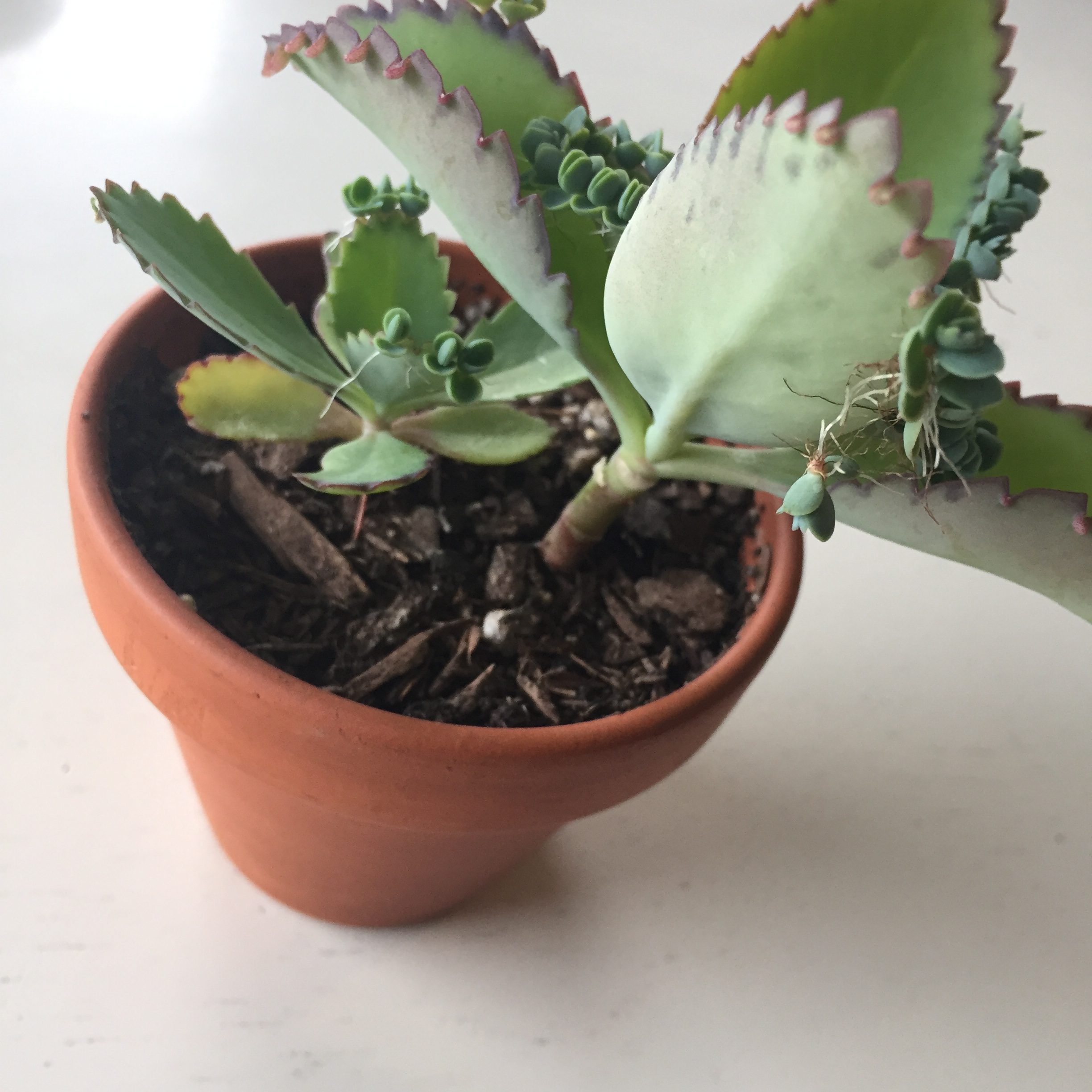 A Simple Trick to Growing Mother of Thousands Plantlets - SuburbanSill