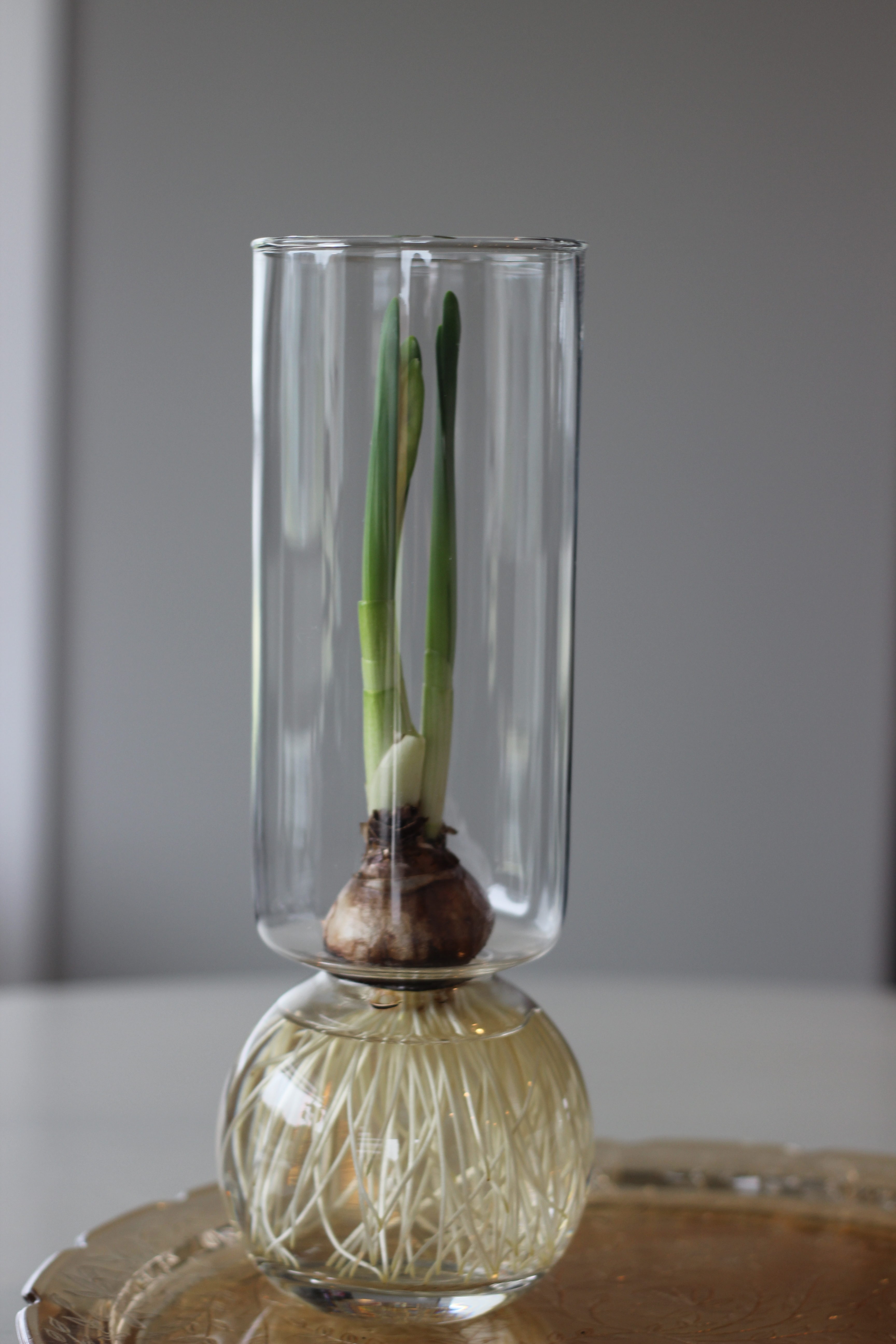 Paperwhites growth update