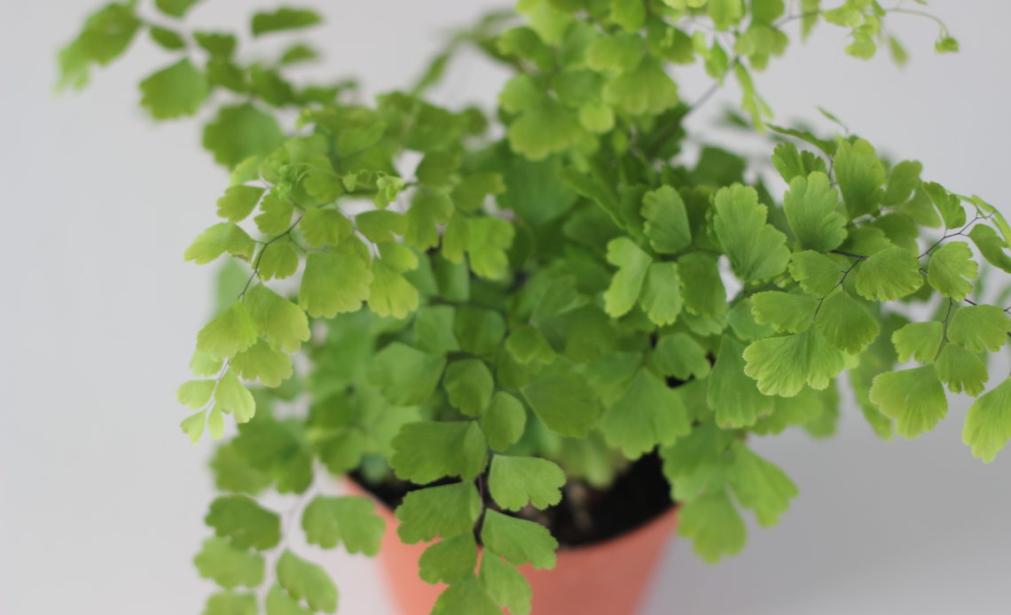 Maidenhair Fern