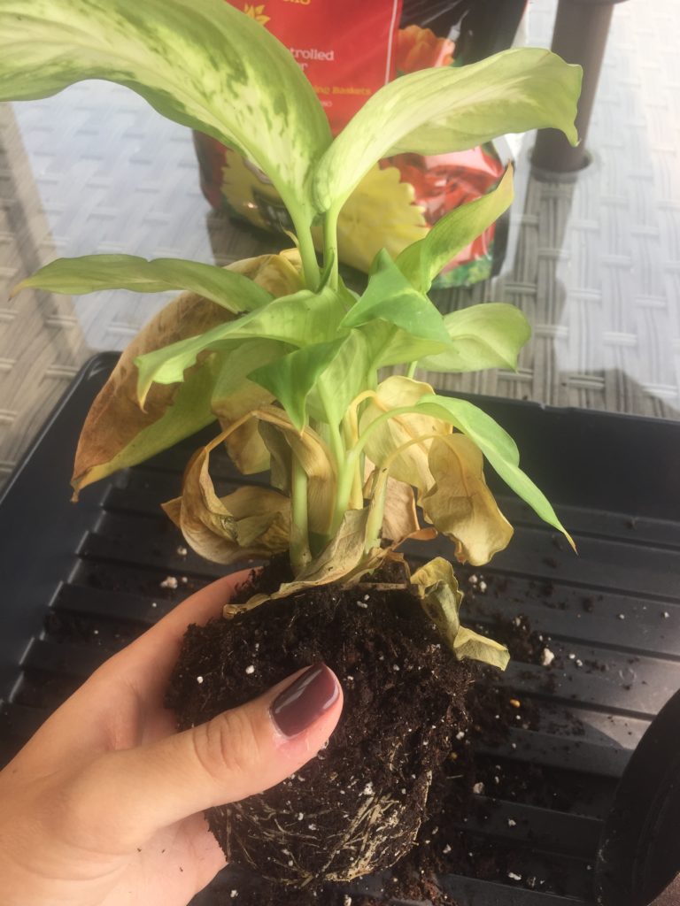 Dieffenbachia Plant Rescue