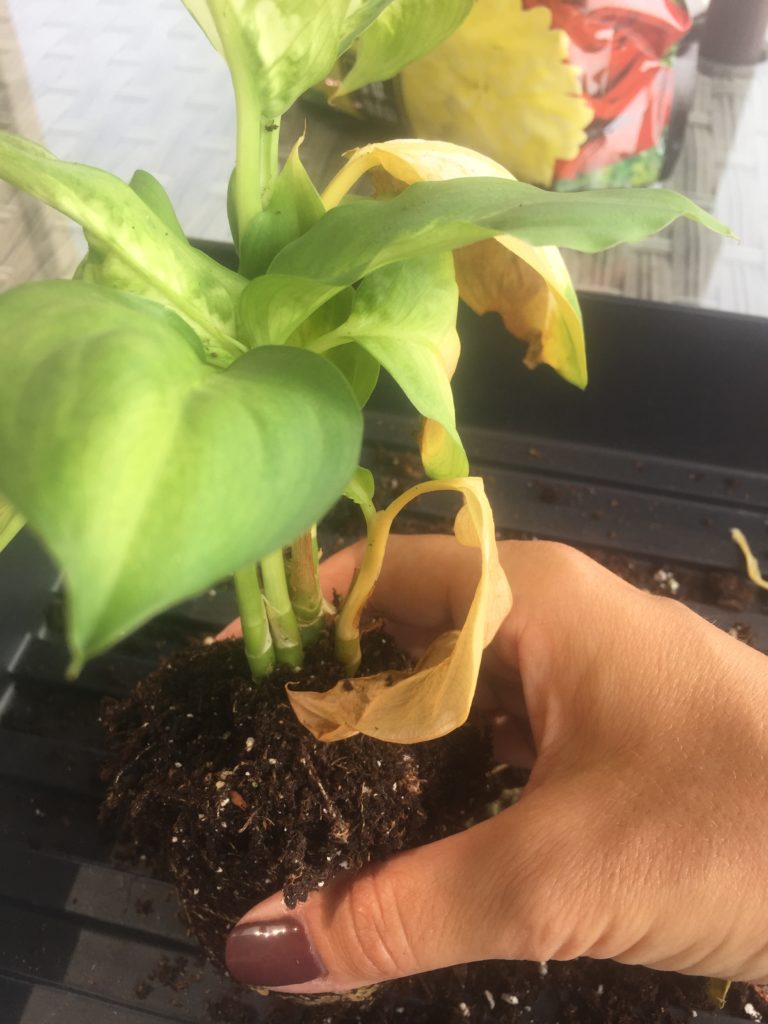 Dieffenbachia Plant Rescue