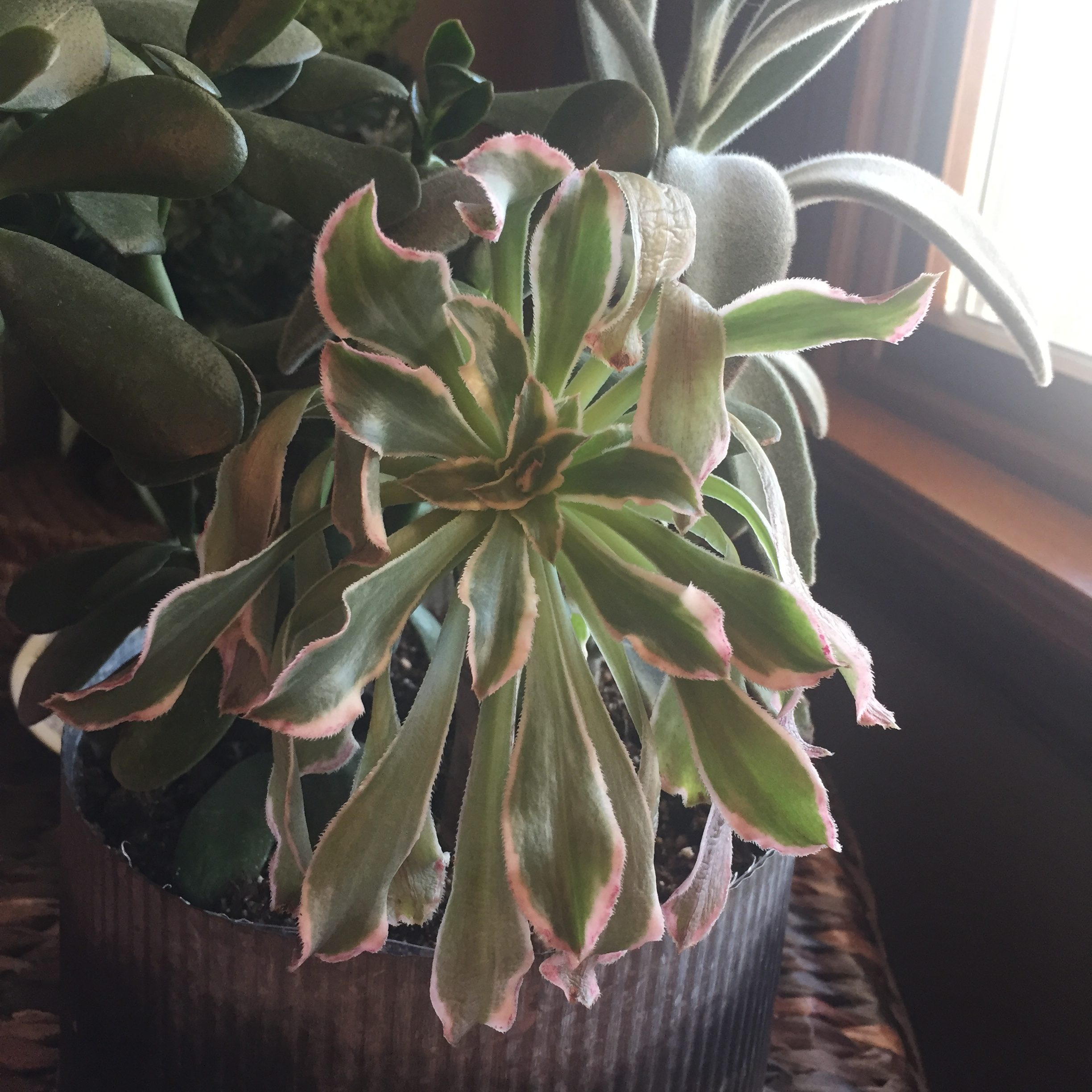 Aeonium Sunburst