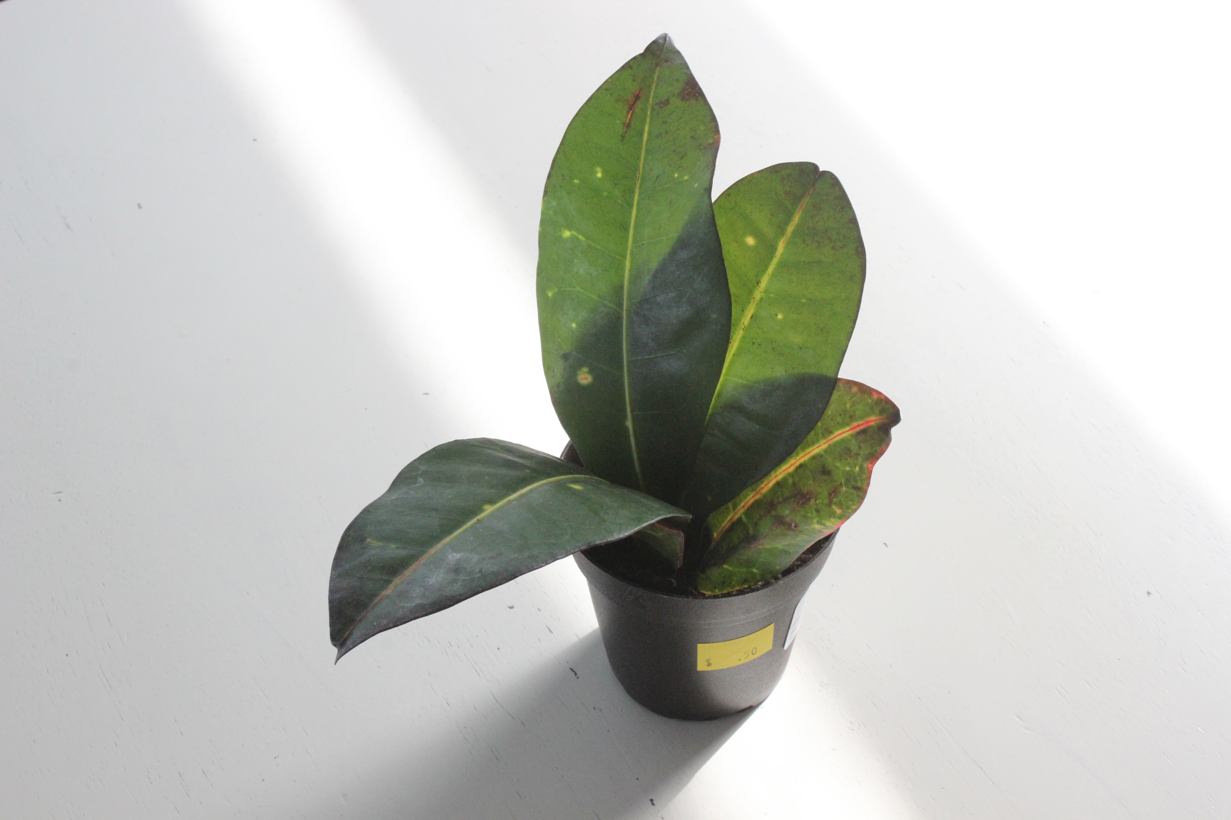 Plant_Rescue_Croton