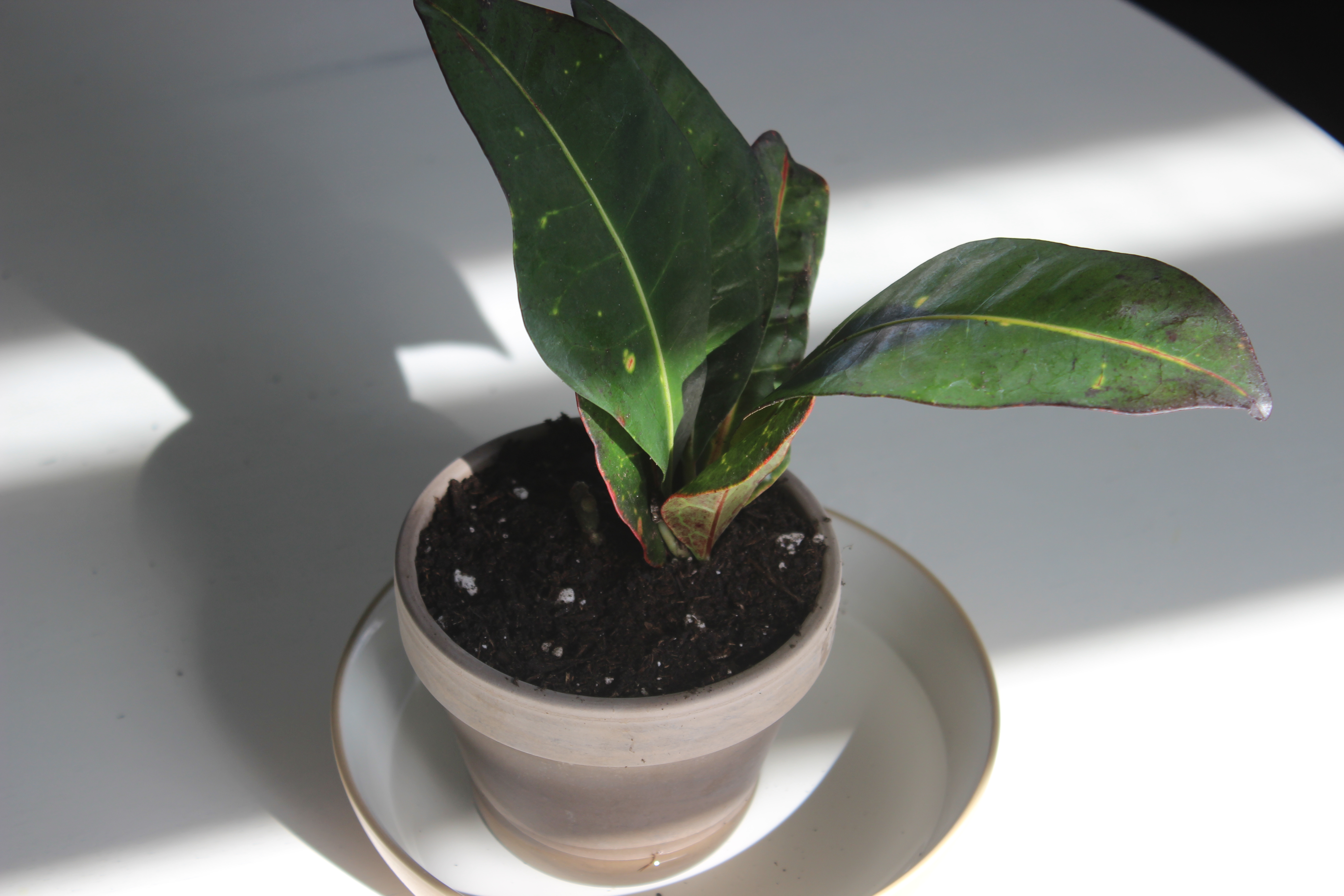 Plant_Rescue_Croton_water