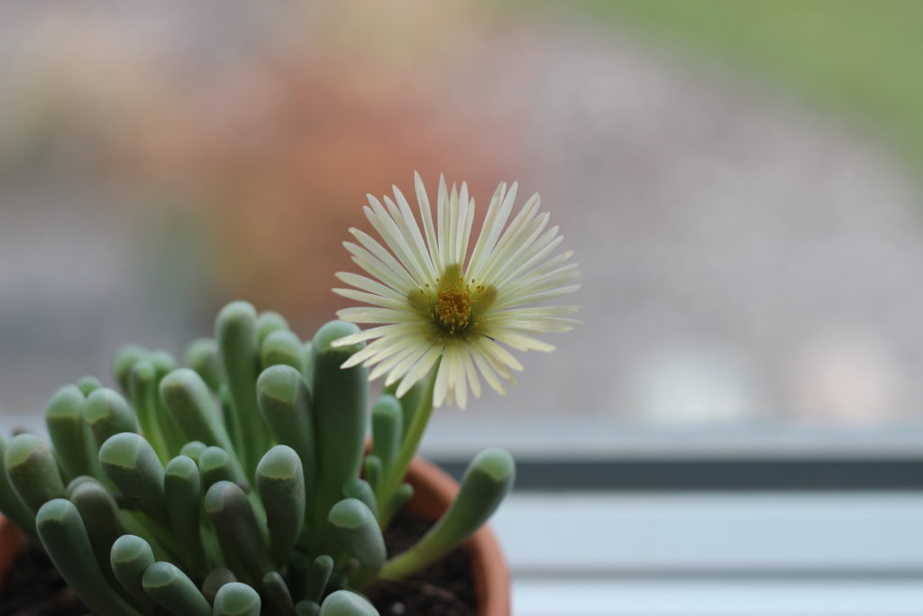 Fenestraria auranatica baby toes