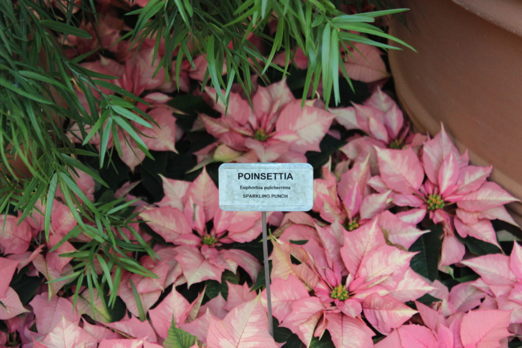 Poinsettia Sparkling Punch