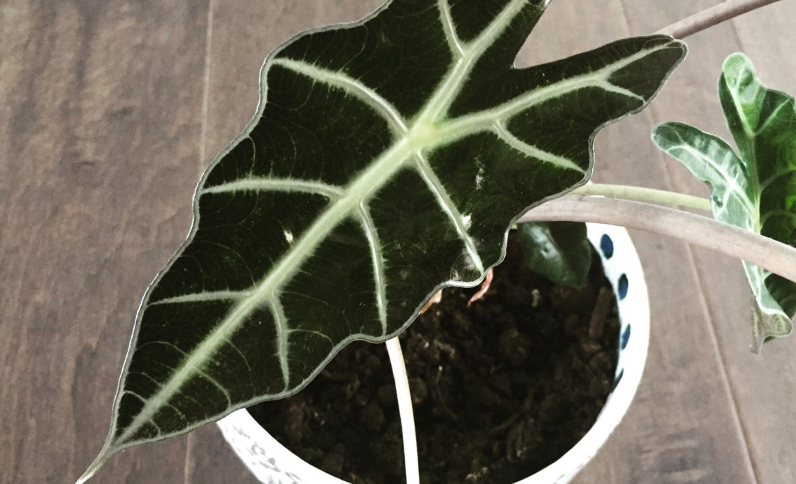 Alocasia polly 'African Mask'