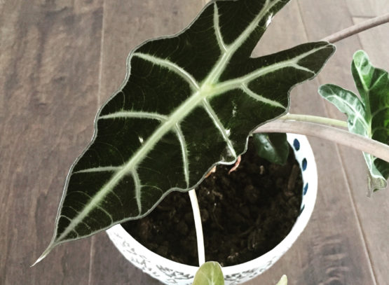 Alocasia polly 'African Mask'