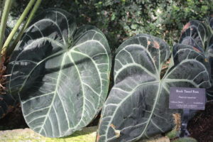 Anthurium clarinervium- Araceae family