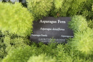 Asparagus Fern- Asparagus densiflorus- Asparagus family