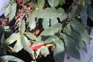 Cane Begonia- Begonia Torch