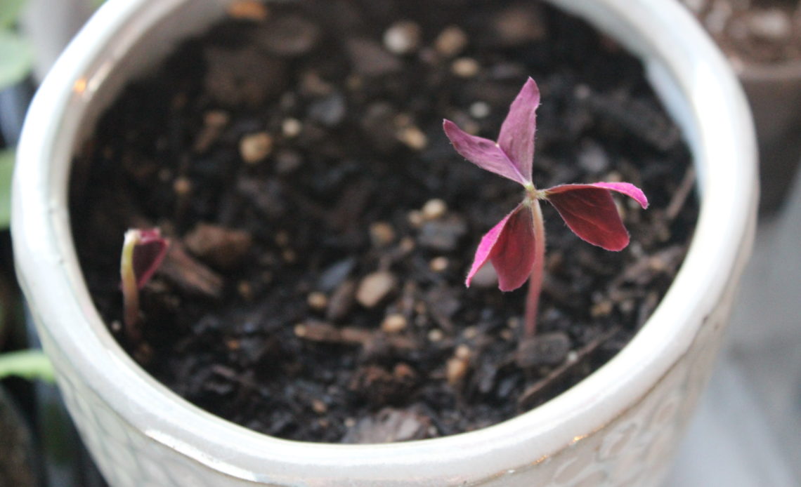 Oxalis Triangularis