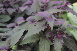 Purple Velvet- Gynura aurantiaca- 'purple passion'