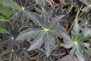 Star Begonia- Begonia heracleifolia 'Nigricans'