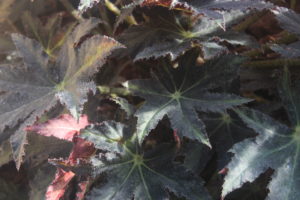 Star Begonia- Begonia heracleifolia 'Nigricans'