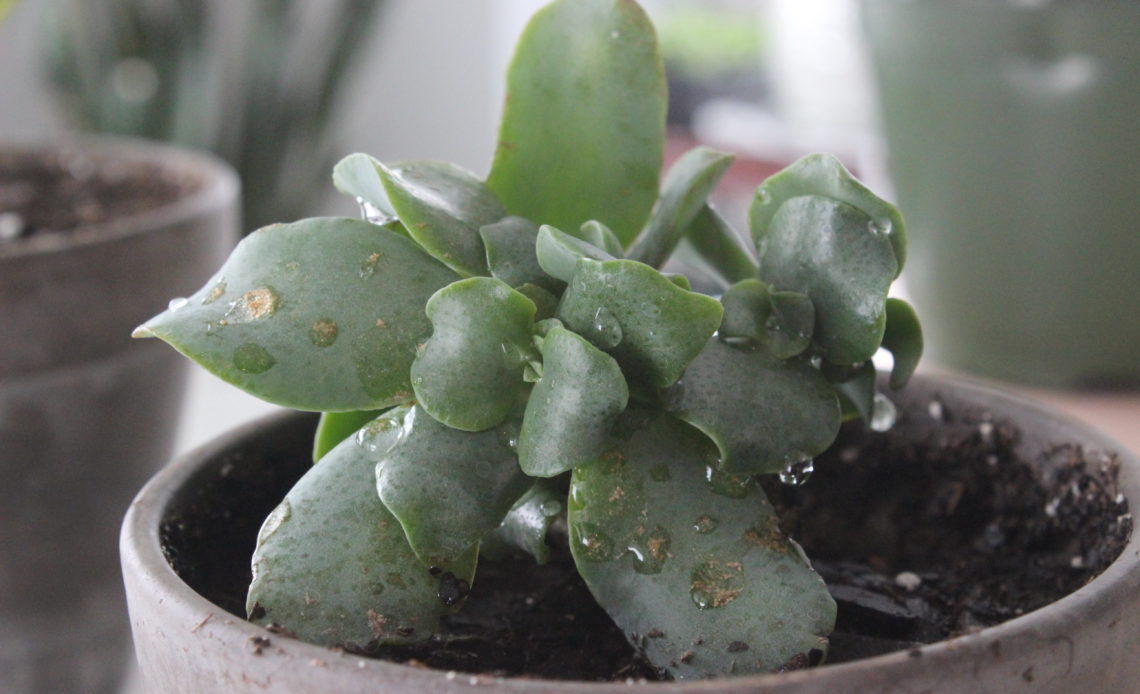 Crassula and Sedum: What's the Diff? - SuburbanSill