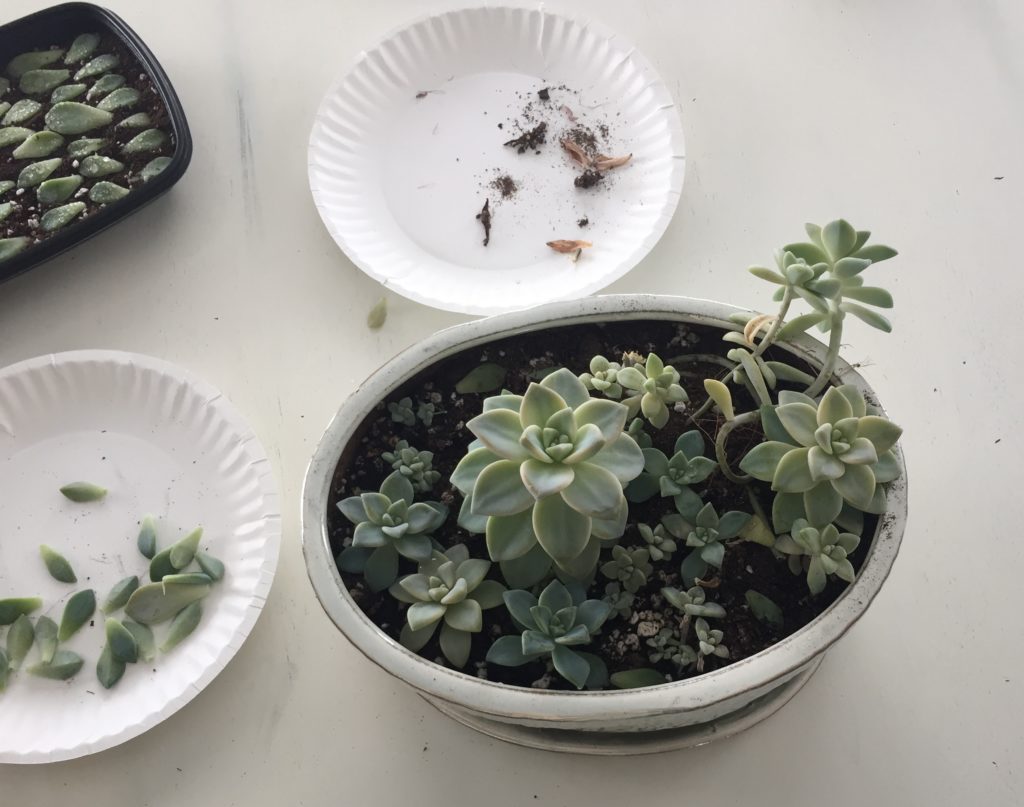 Graptopetalum Arrangement