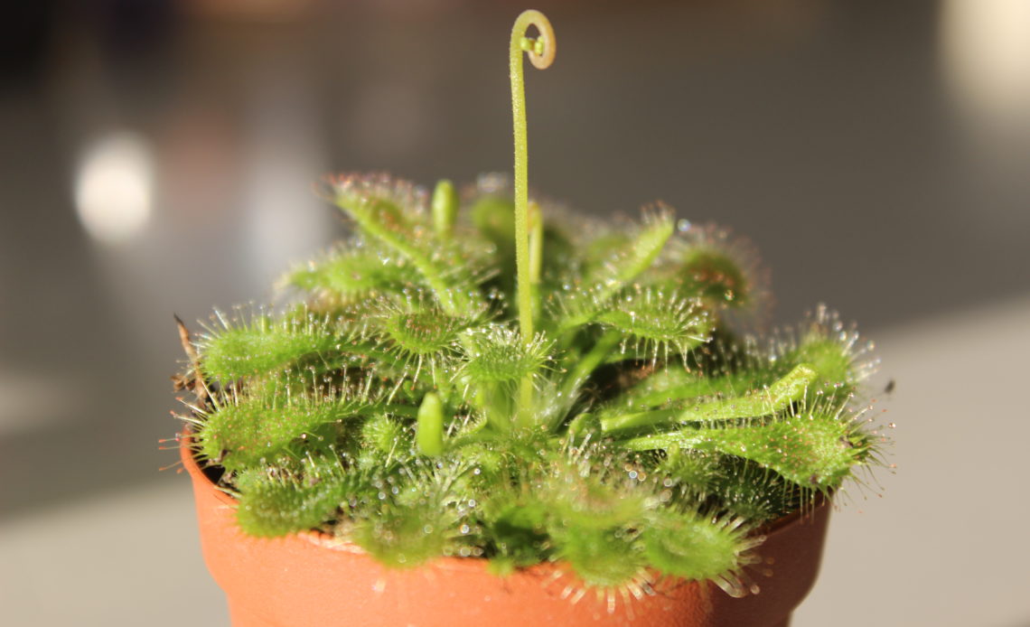 Sundew_Spoon_leaf_Plant