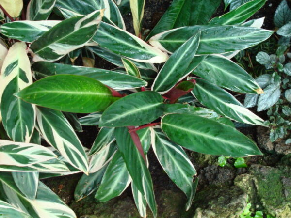 Maranta, Calathea and Ctenanthe: What's the Diff? - SuburbanSill