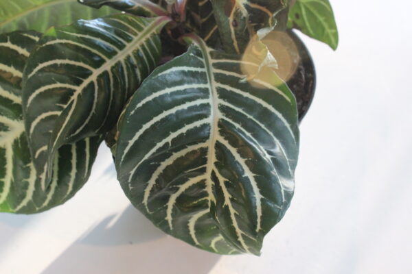 Plant Rescue: Zebra Plant Comeback - SuburbanSill