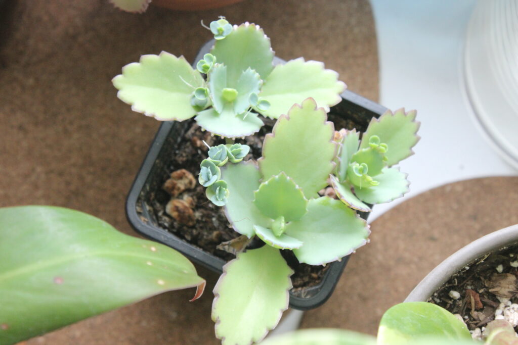 Growing Mother Of Thousands Plantlets Free Plant Giveaway SuburbanSill   IMG 1675 1024x683 