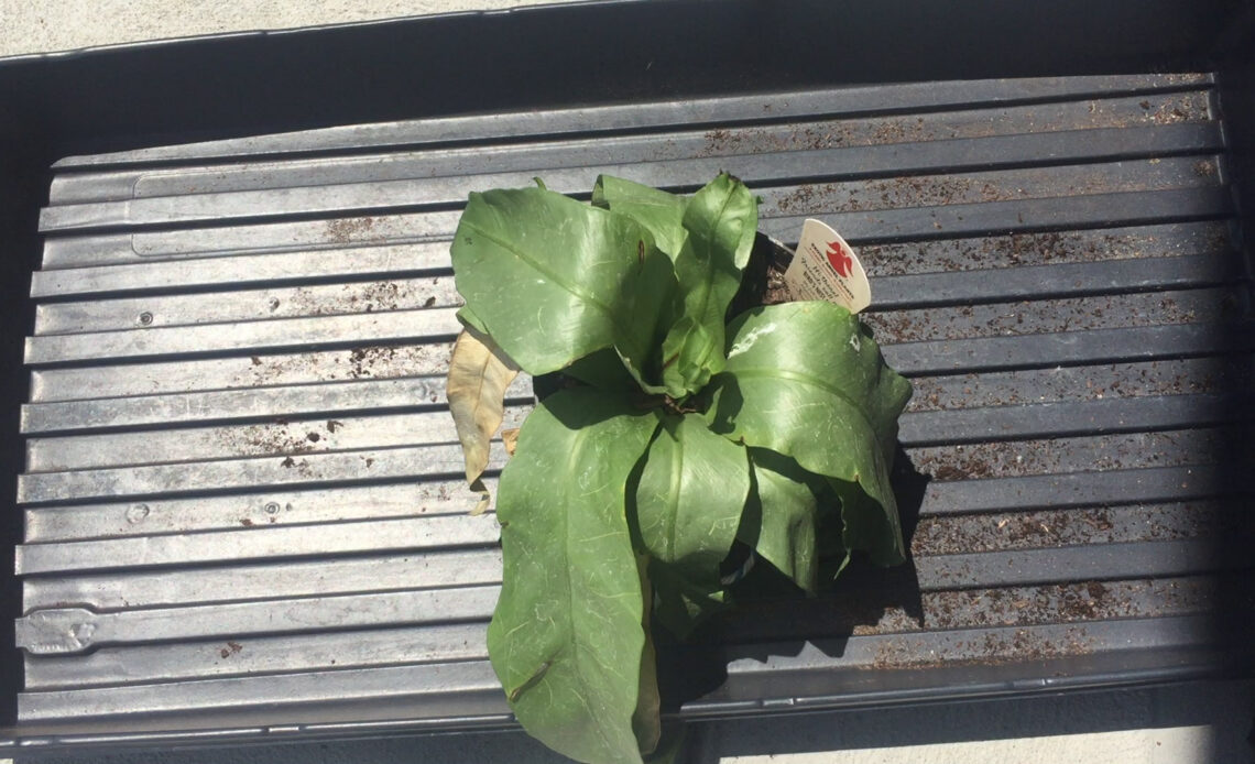 Plant Rescue Bird's Nest Fern Asplenium Nidus SuburbanSill