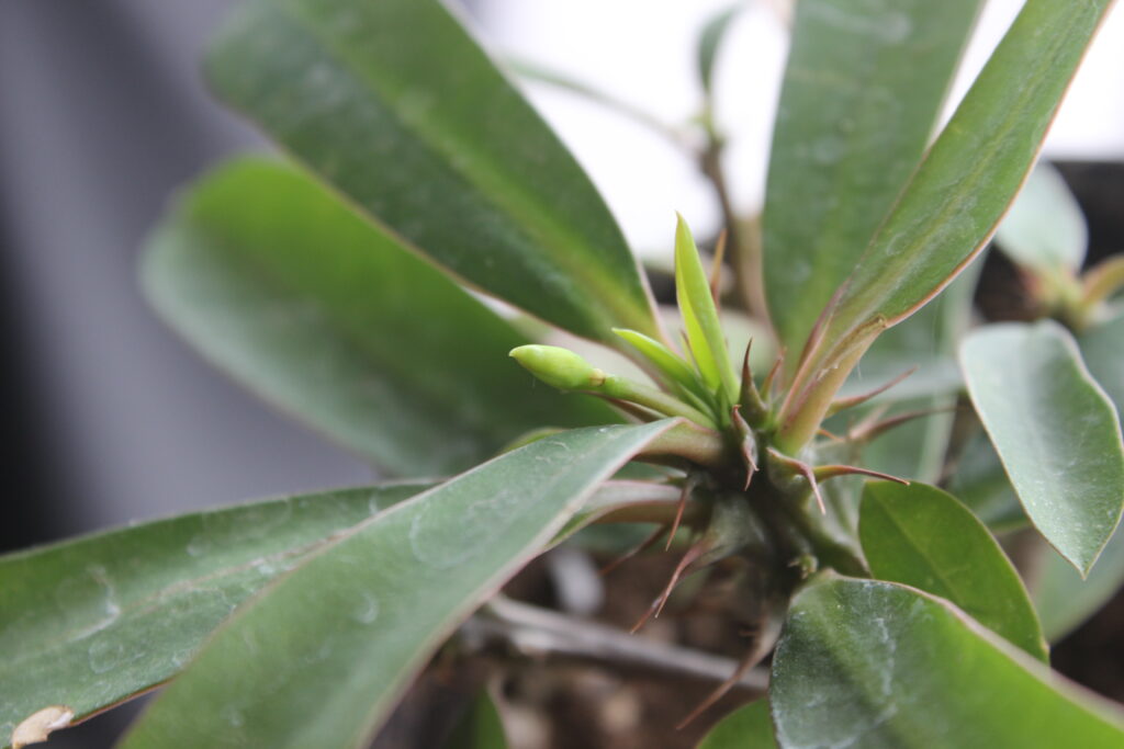 Euphorbia milii before bloom