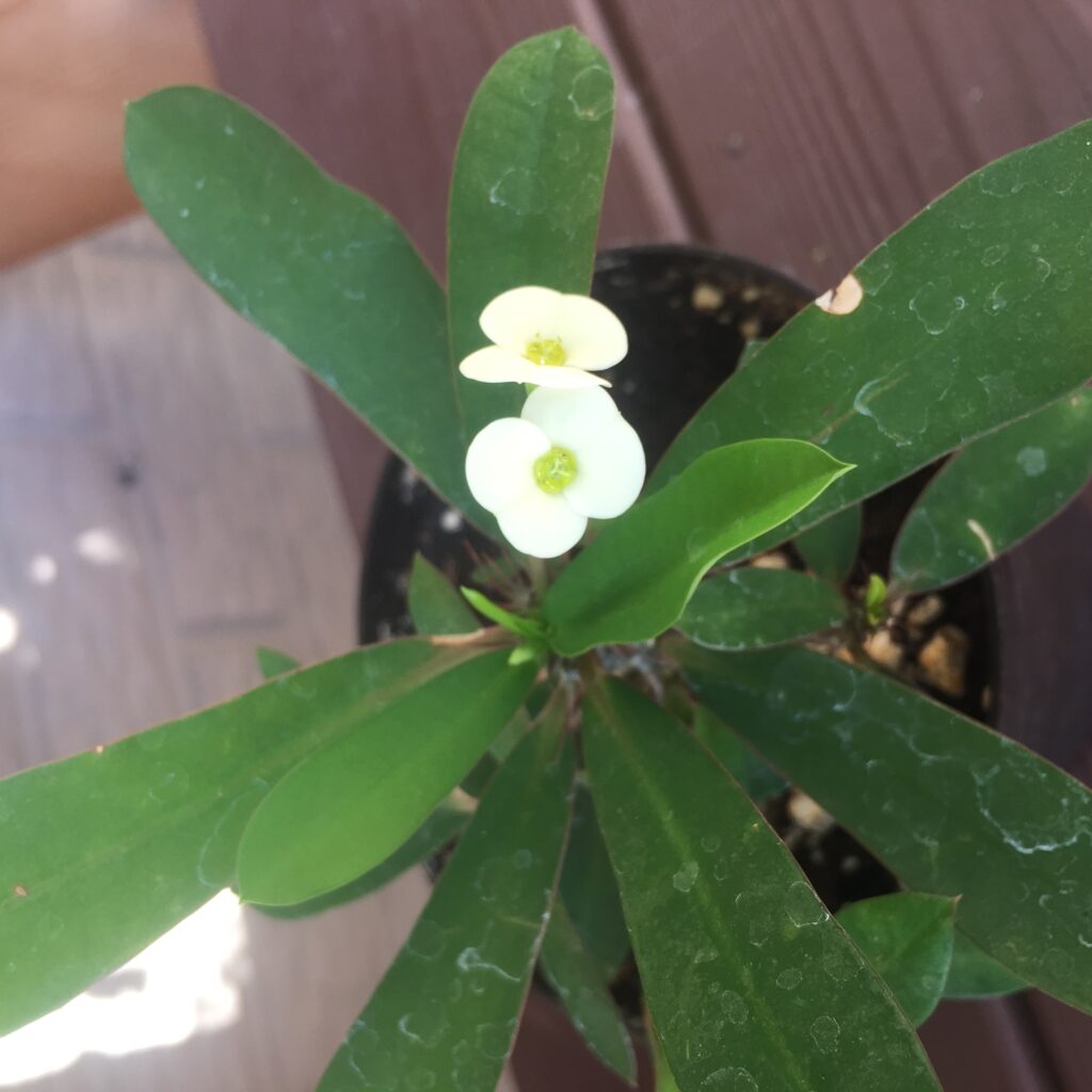 Euphorbia Milii Sweet Creme Supreme