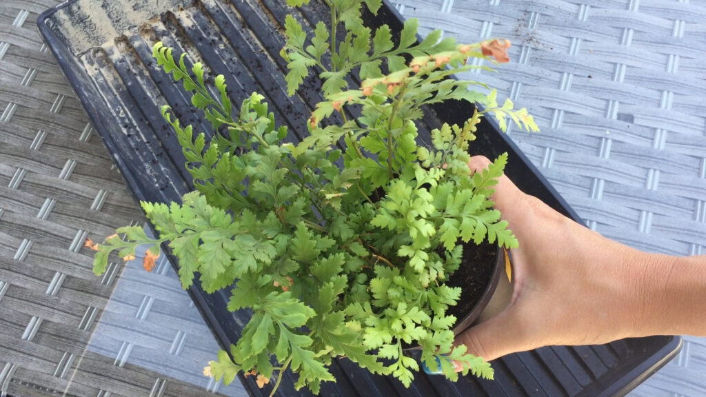 Norfolk Island spleenwort