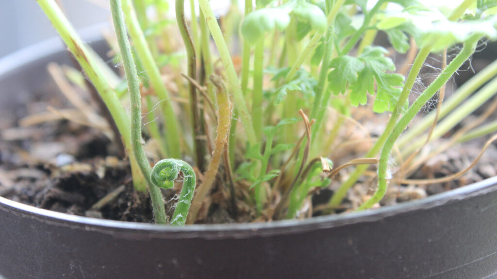 Asplenium dimorphum plant rescue: new leaf unfurl