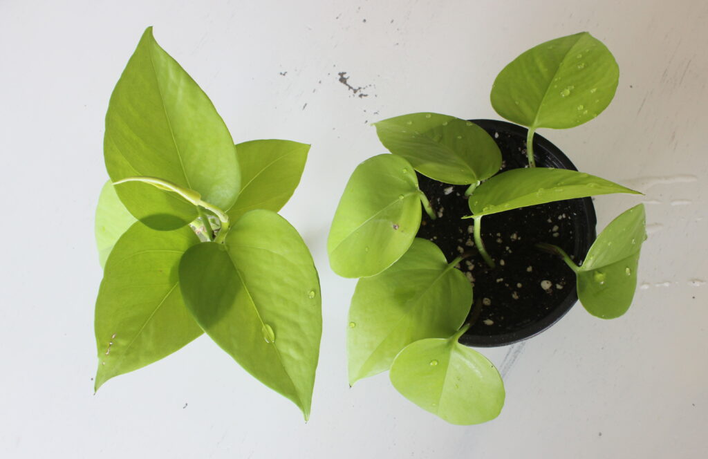 Pothos propagation water and soil