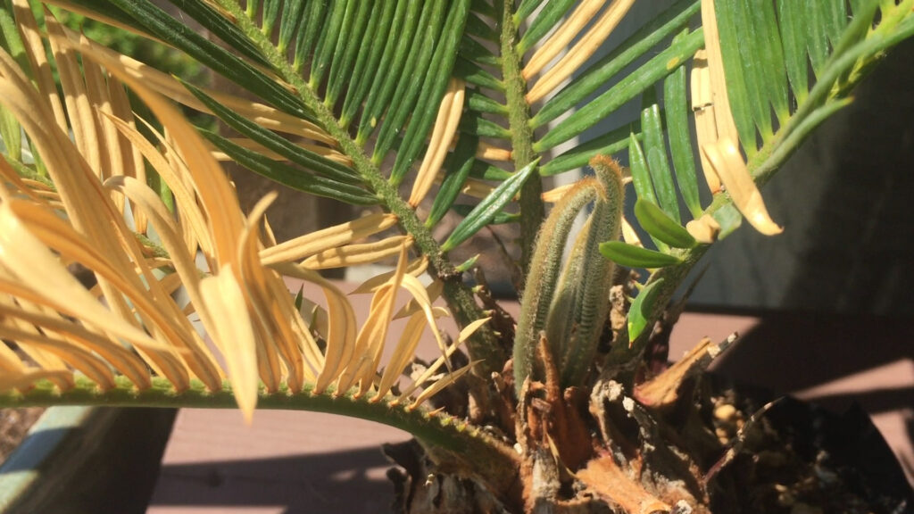 Sago Palm New Frond Growth