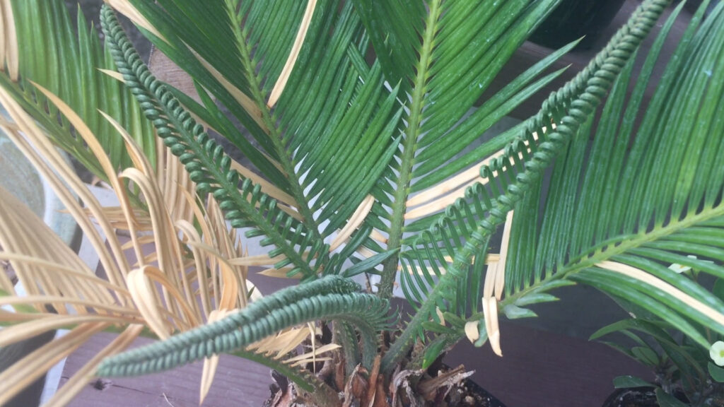 Sago Palm New Frond Unfurl