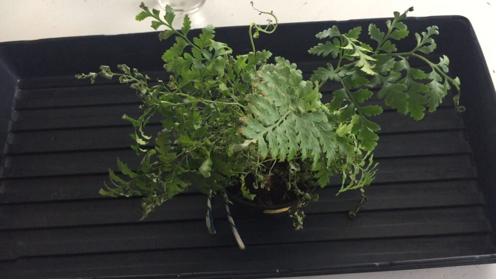 Norfolk Island Spleenwort rescue