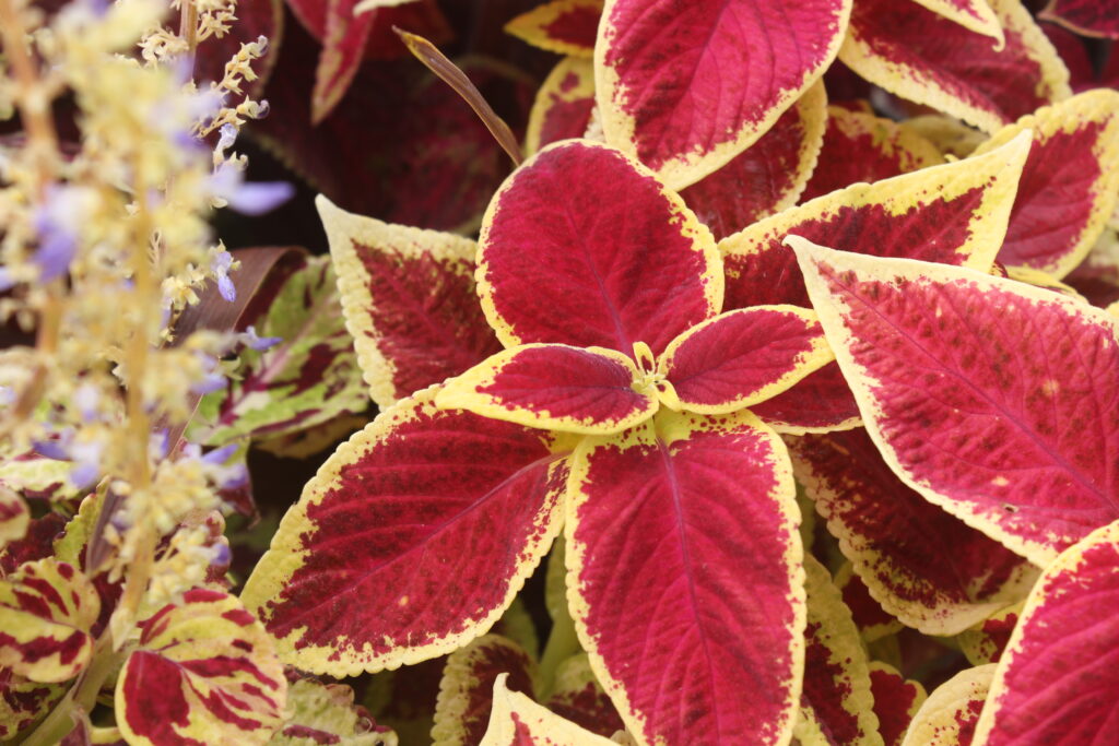 Coleus Scarlet