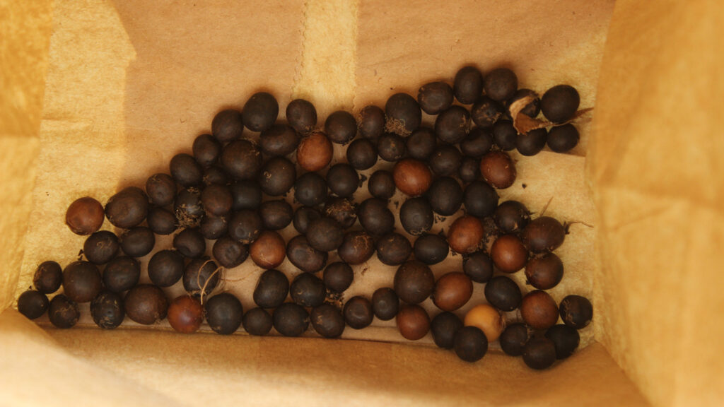 Canna Lilly Seeds