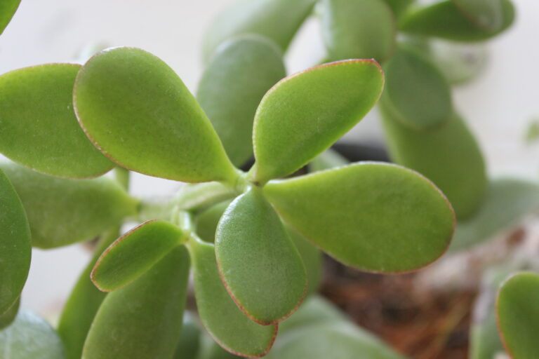 Succulent Identification Guide | SuburbanSill