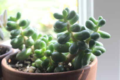 Succulent Identification Guide - SuburbanSill