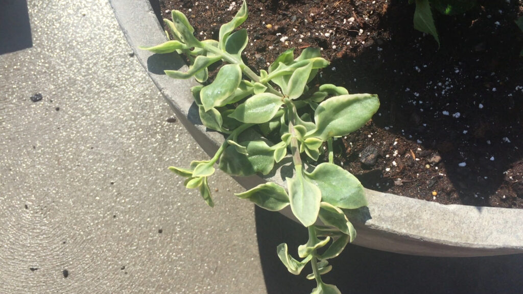 Mezoo Trailing Red Plantlet