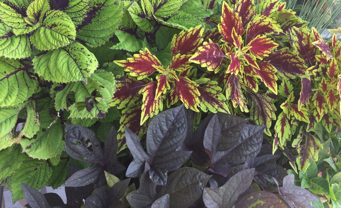 Annual Cuttings Bring the Outdoors In - SuburbanSill