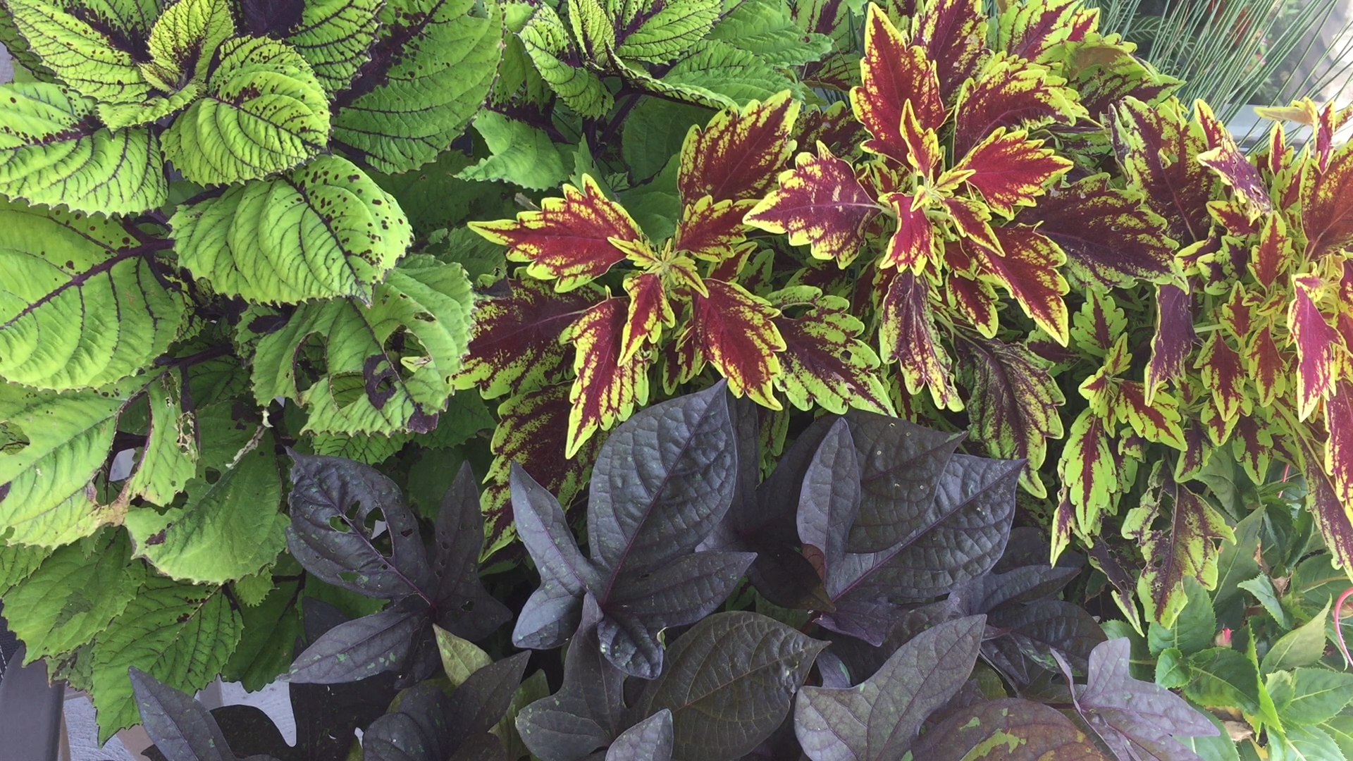 Annual Cuttings Bring The Outdoors In - Suburbansill